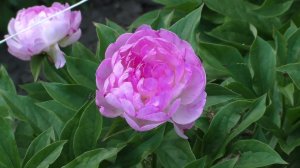 пион Petitee Elegance