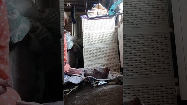 Лечение Снежка продолжается смотреть онлайн