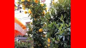 Арка. Лимонное дерево | Николай Артемьев