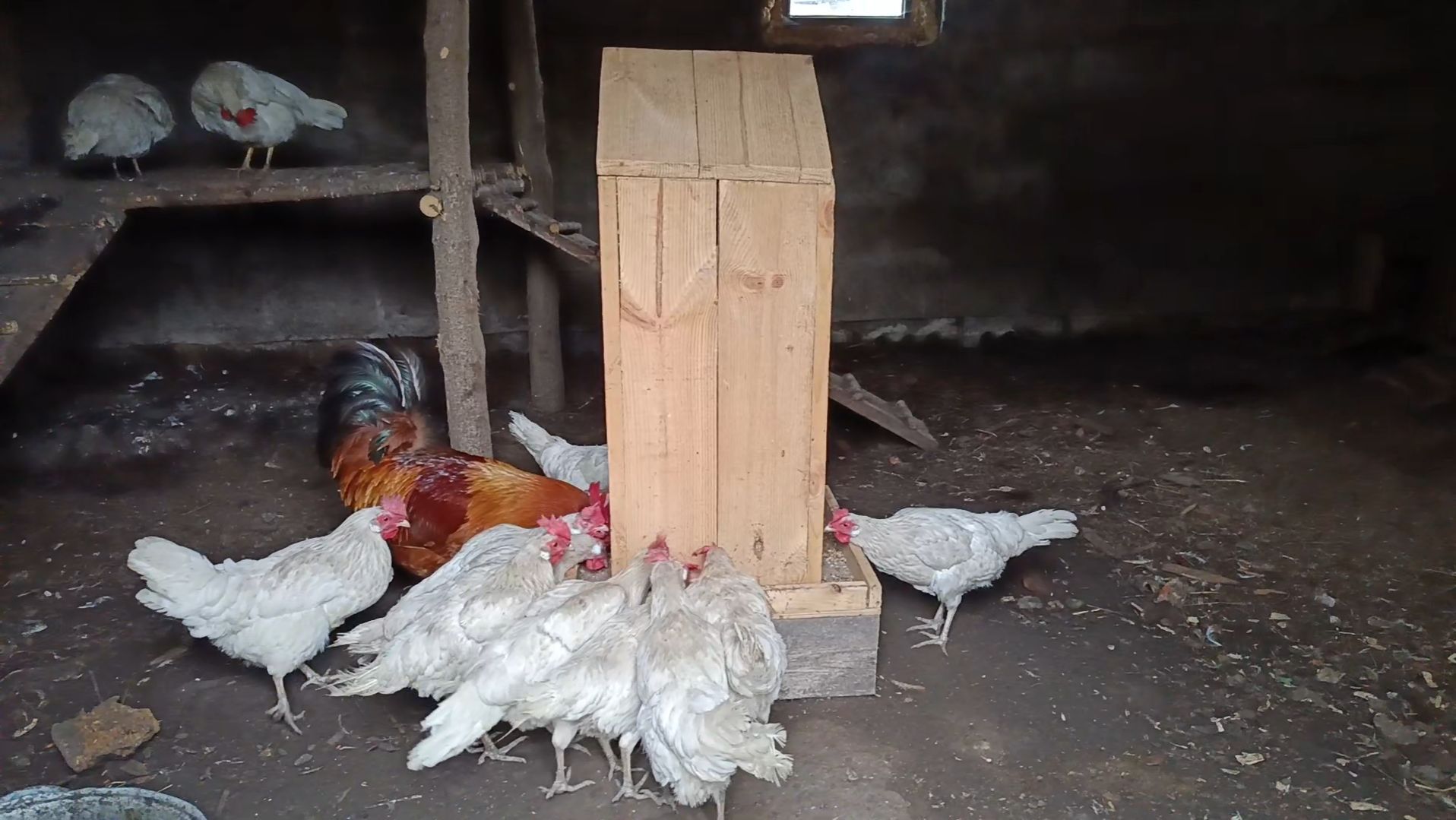 Мой сад и огород в конце июня. Снова кормушка для кур. смотреть онлайн