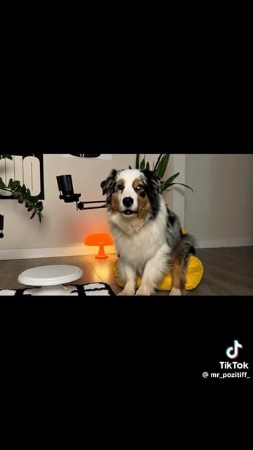 топ 5 способов максимально достать своего хозяина.очень смешно до слёз