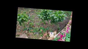 Новый проект природа 1