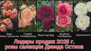 ЛИДЕРЫ  ПРОДАЖ 2025 ГОДА! 5 сортов Дэвида Остина