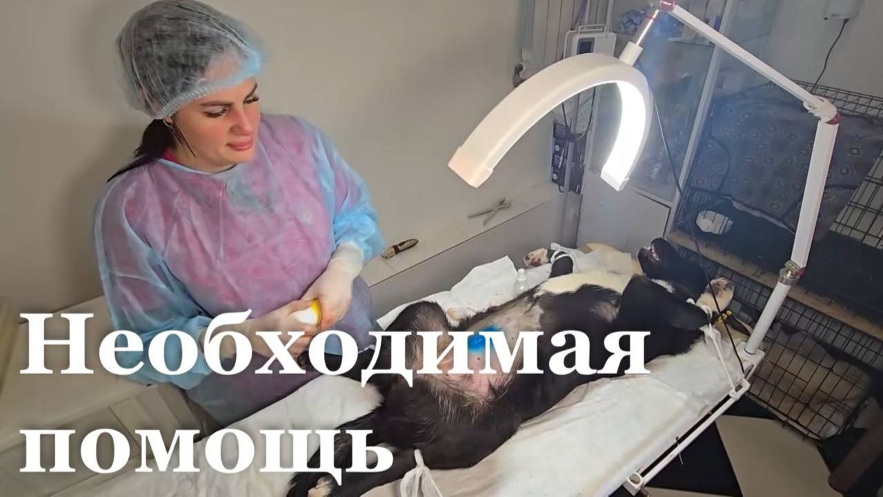 Как в Луганске борются с проблемой бродячих животных смотреть онлайн