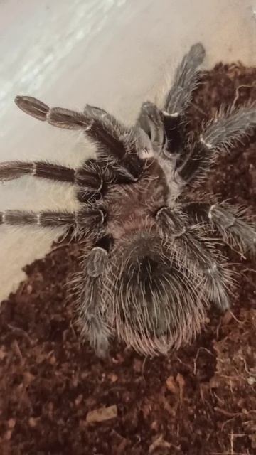 Продаются малыши паука птицееда ласиодора парахибана! г.Краснодон. смотреть онлайн