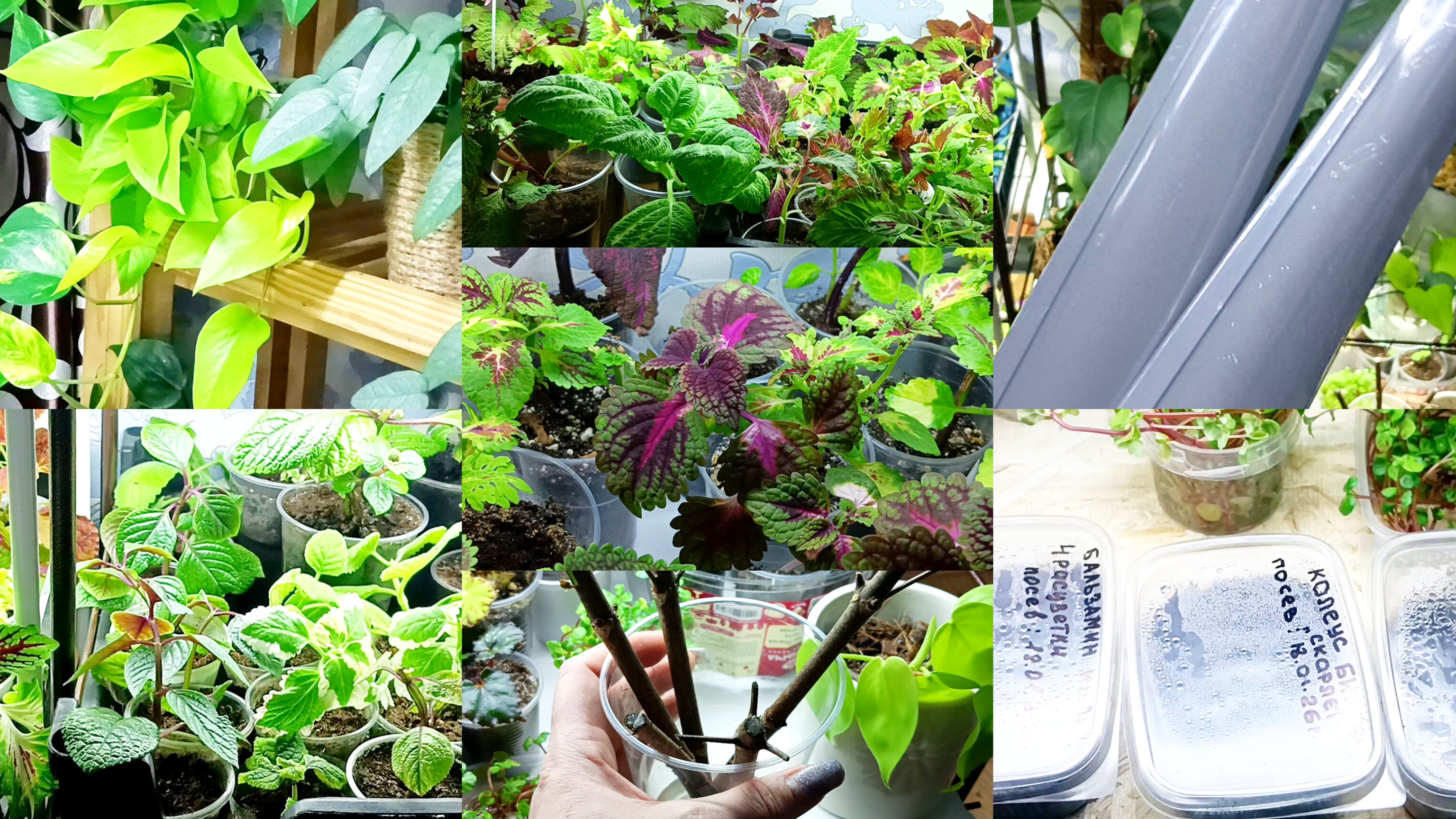 Будни цветовода. Первые посевы и всходы. Рассадила колеусы, купила лампы. смотреть онлайн