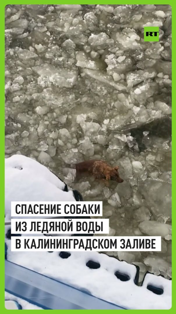 Моряки спасли собаку из ледяной воды в Калининградском заливе смотреть онлайн