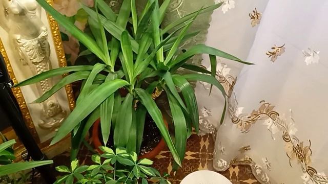 Уход за декоративно лиственными растениями в зимний период смотреть онлайн