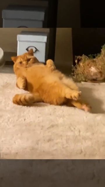 Доброе субботнее утро