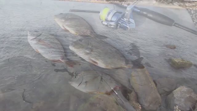 Рыбалка ловим ласкиря отводной поводок