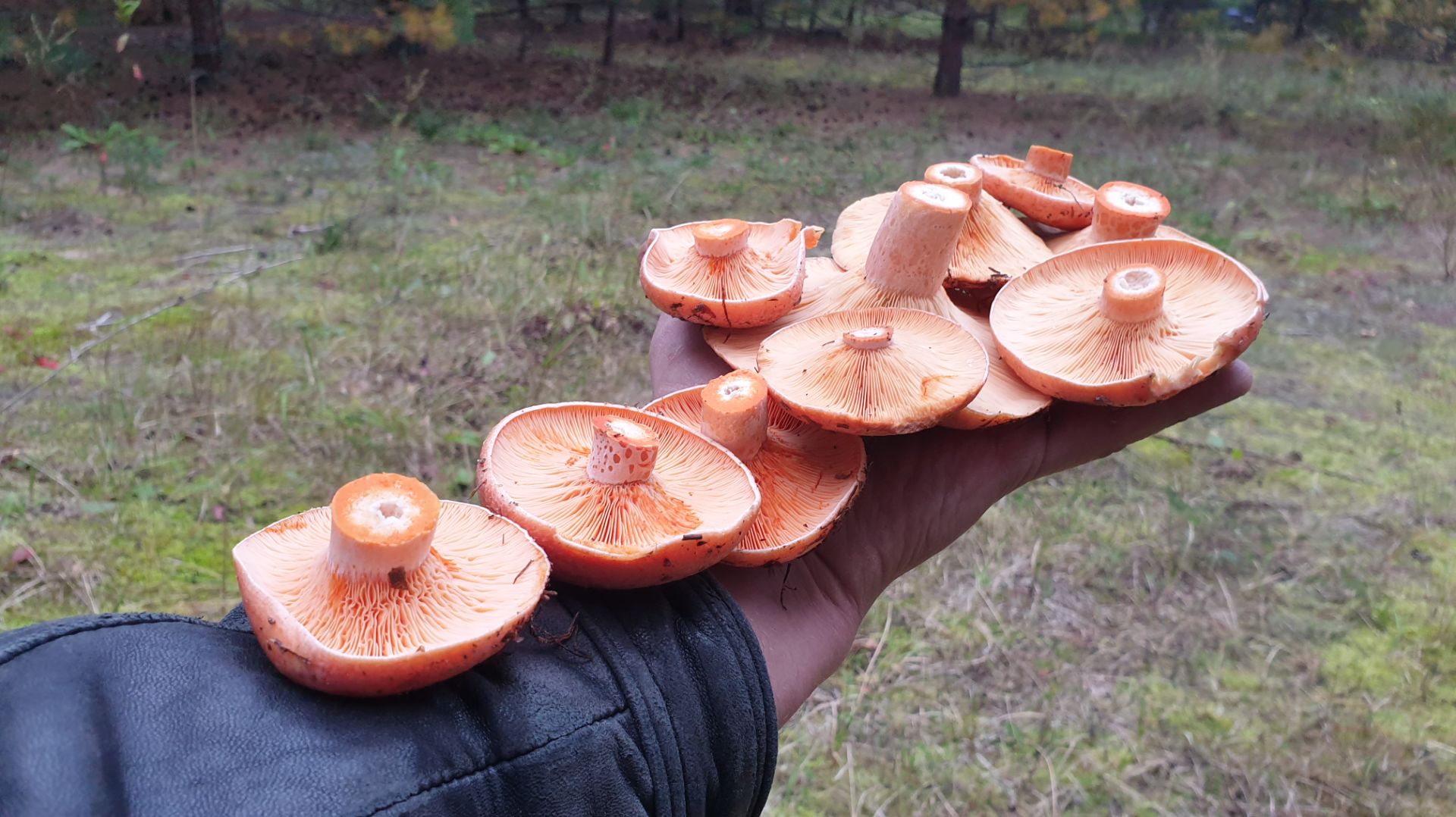 РЫЖЕЗОНТИКОВОЕ СЧАСТЬЕ ! РЫЖИКИ И ЗОНТИКИ ПОШЛИ В РОСТ ! смотреть онлайн