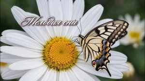 Умиротворяющая музыка для сна/релакса. #природа #музыка  #релакс