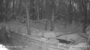 LIVE: На лесной опушке. Природа онлайн