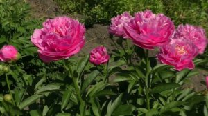 Пион Kathy’s Touch