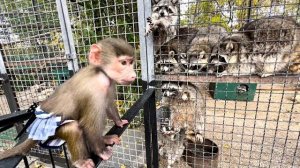 СМЕХОТА! Люся просто  ДРАКОНИТ  носух и енотов))) СОЛНЕЧНОЕ ЗАТМЕНИЕ в Тайгане!