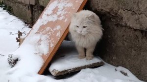 Скорее всего это кот , Появился осенью
