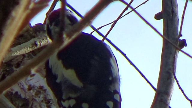 Про дятла смотреть онлайн