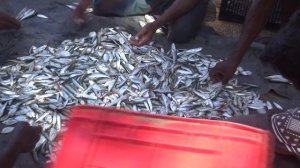 Шри Ланка. Рыбаки и улов