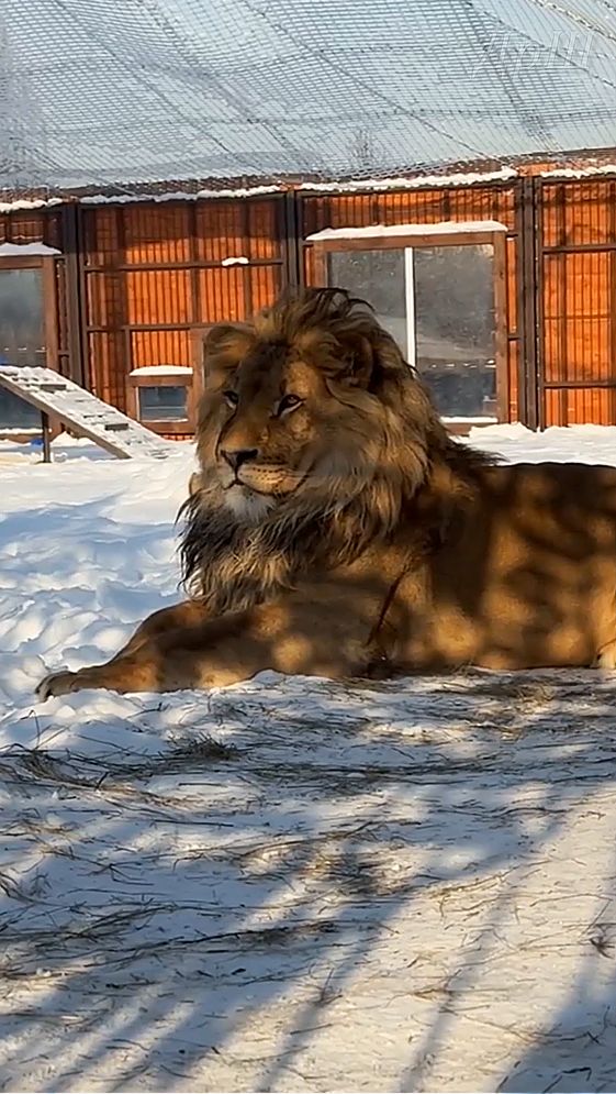 Лев ШЕРХАН. Разговор с опекуном. #шерхан_тайган #шерхан #лев #lion #animals #юмор #zoo #shortvideo смотреть онлайн