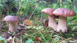 ЦУНАМИ ИЗ БЕЛЫХ ГРИБОВ ! ПАМАГИТЕ ! Я ПЫТАЛСЯ УЙТИ НО МЕНЯ ПОЙМАЛИ !