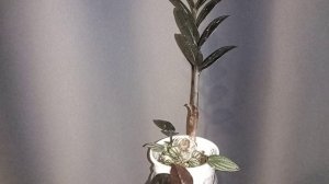 Блэк пинк он же рубин из листика. Ему  2 года