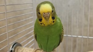 Гуляем одни по трц