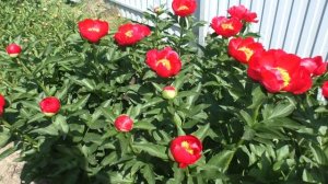 Пион	Echt Klasse