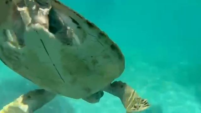 Морская черепашка смотреть онлайн