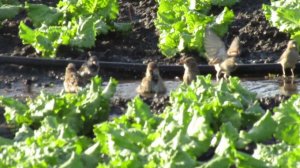 Банный день