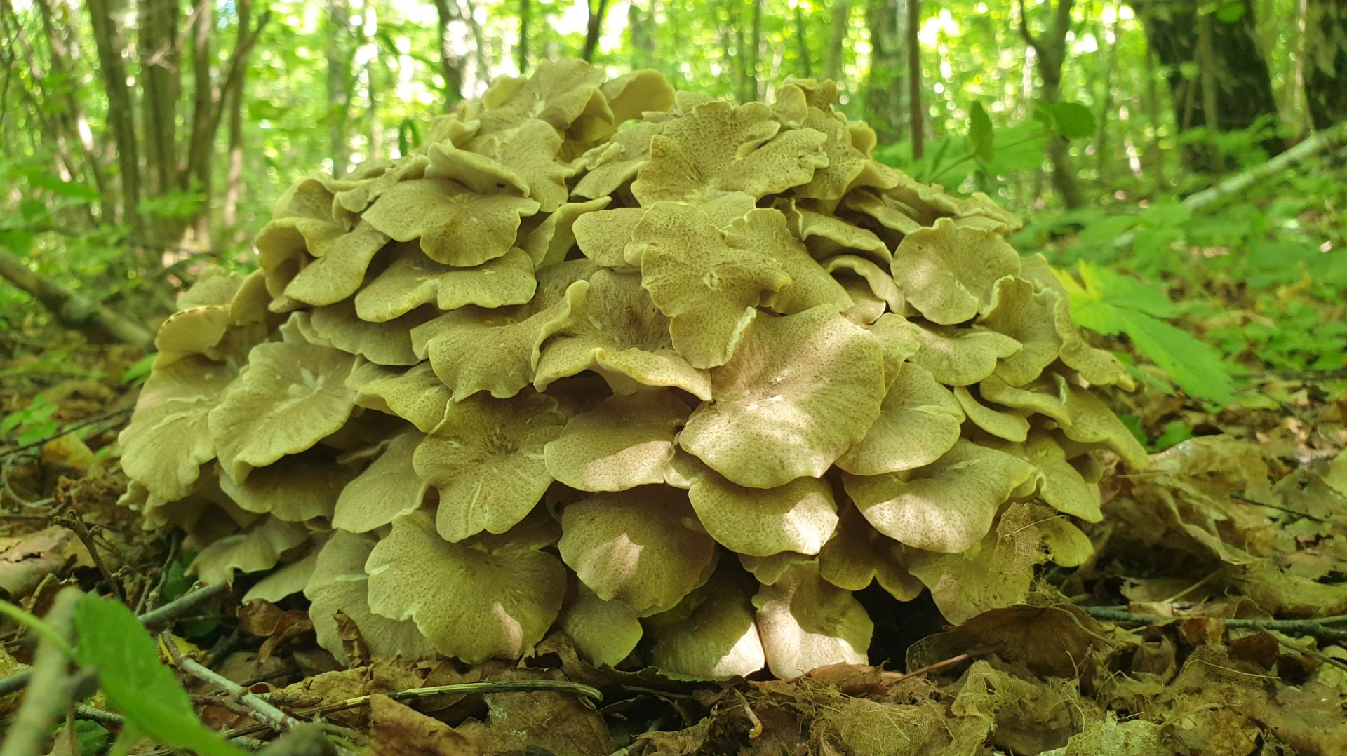 ГРИБ БАРАН ЦАРЬ ЛЕСА ! смотреть онлайн