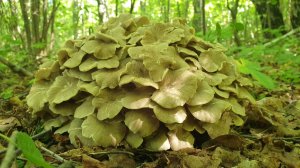 ГРИБ БАРАН ЦАРЬ ЛЕСА !