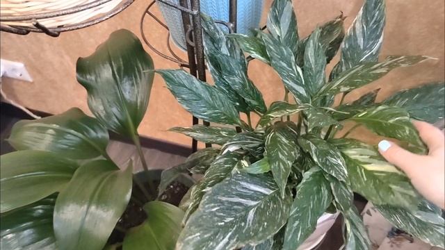 Комнатные цветы. Ещё одно увлечение. Нужен совет по грунту! смотреть онлайн