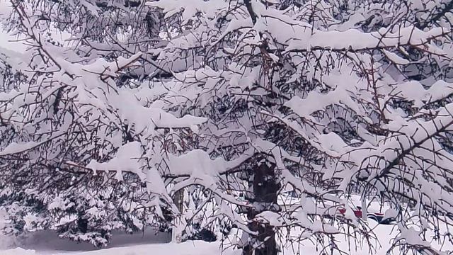 Зимой в лесу VID_20260112_152621 смотреть онлайн