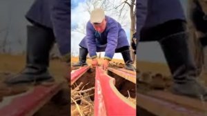 Монголы живут бок о бок с собаками на пастбищах