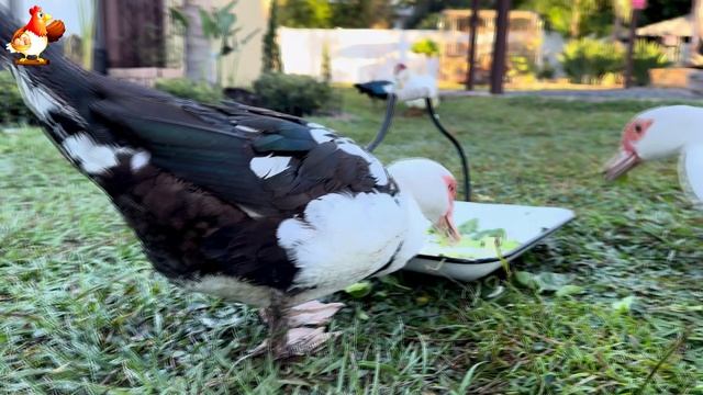 Забавные утки мускусные и пекинские на свободном выгуле со своими друзьями ч.(347) ❣️🤗😂 смотреть онлайн