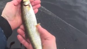 Идущий по воде! Выловил пол-метровую,громадную корюшку Рыбалка на корюшку!