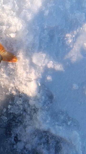 окунь, что творится смотреть онлайн