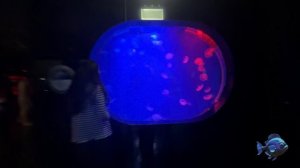 Тайланд. о.Пхукет. Часть 2