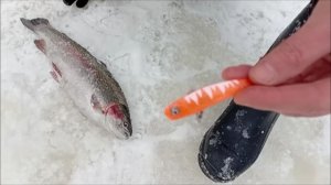 Поимки форели до запуска и после. Спорт-зона. Клёвое  место Лосиный остров.