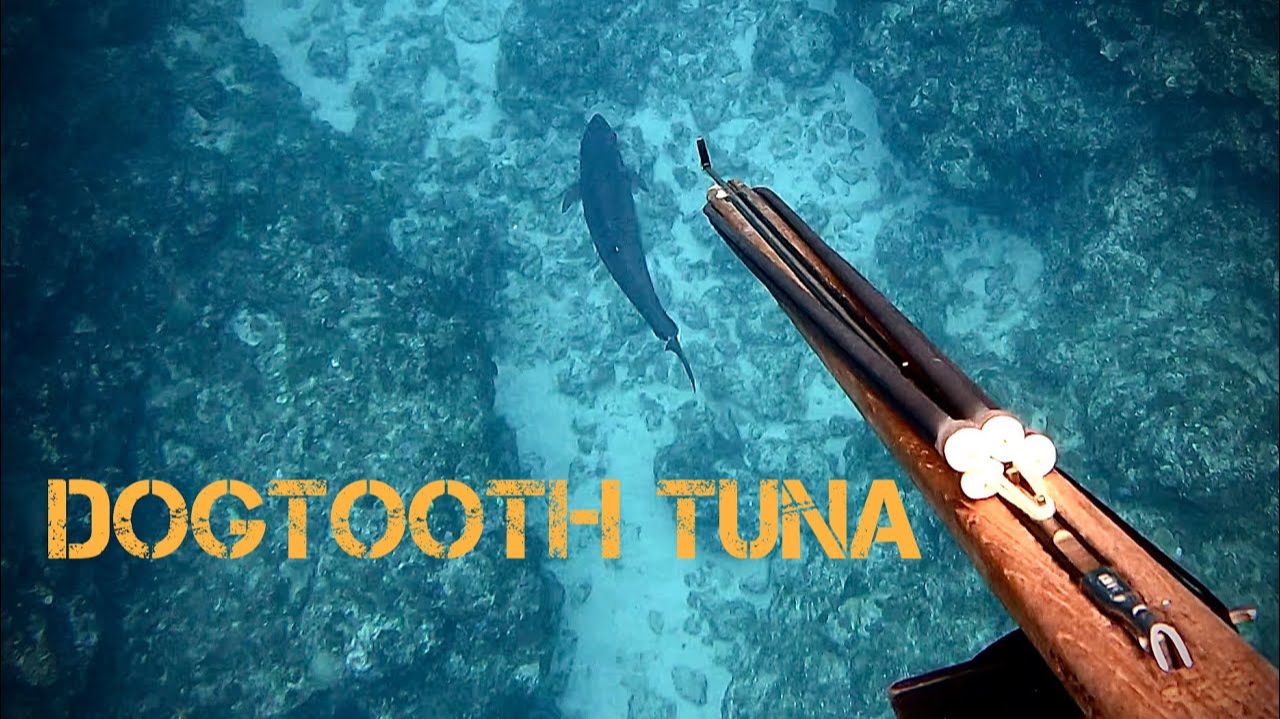 Подводная охота / Большеглазый тунец и гигантский черноперый тунец смотреть онлайн