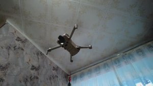 У пилота есть работа... (Ат, Ат Вин-Та)