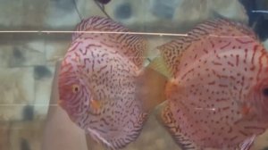 N1 !   МААК поздравляет!