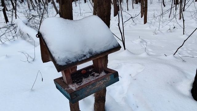 Про важность подкормки диких птиц зимой смотреть онлайн