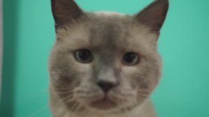 Лапы и хвосты: как познакомить кошек