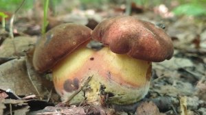 ДУБОВИКИ КРАПЧАТЫЕ ! Иван-чай собственного производства !!