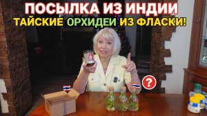 Тайские орхидеи из фласки.Что с ними стало?Распаковка посылки из Индии.
