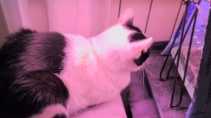 КОТОжизнь с рассадой