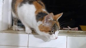 Пришла в гости