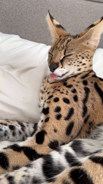 Почему ваш дом нуждается в очаровательном представителе саванны? смотреть онлайн