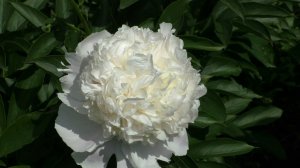 пион Жемчужный